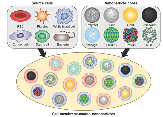 图 1  各种细胞膜来源的仿生膜包被纳米颗粒示意。