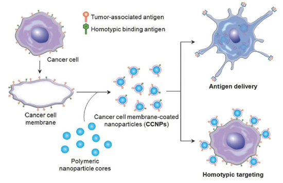 图 3.  肿瘤细胞膜包被纳米颗粒用于癌症疫苗的递送和同源靶向｡