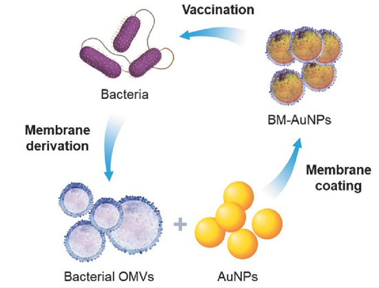 图 4. 细菌膜包被的纳米颗粒用于调控抗菌免疫｡