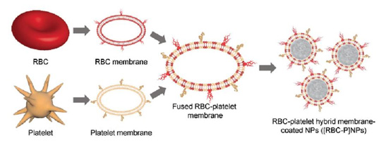 图 5. 红细胞与血小板的混合膜包被包被纳米颗粒用于提高纳米颗粒的功能｡