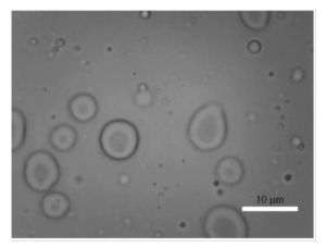 磺胺醋酰-氧氟沙星脂质体的电子显微镜图