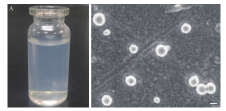 7-HEC/PLGA纳米粒的外观及电镜下形态