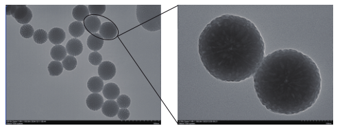 VH@PDA纳米粒的透射电子显微图
