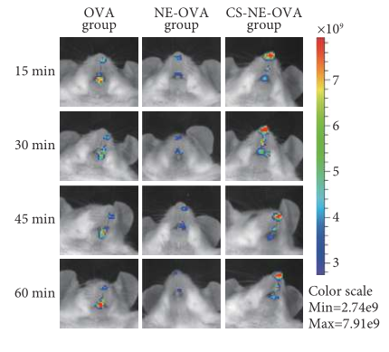 CS-NE-OVA在鼻腔滞留情况