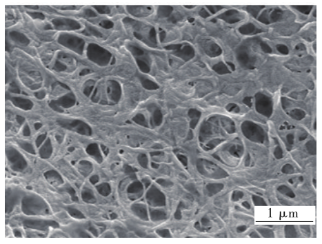 CS/GA纳米乳液SEM图（20000×）